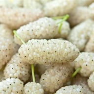 White Mulberry